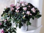 This cheery Azalea will give you many weeks of blooming pleasure. It's perfect for any occasion. Available in pink, red, deep pink, peach or white.