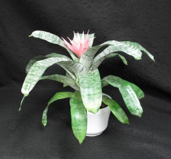 Lovely soft pink flower. Very stiff waxy foliage. Sharp edges on the leaves. Silver colouring of the leaves. In the pineapple family. Achemea fasciata. Keep water in the center at all times.