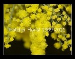 Fragrant yellow Mimosa from Italy. This bouquet will bring back the memories of times past. Lucky are the people that have smelt the fragrance in the countryside. We can deliver your Mimosa in Toronto, North York, or in the GTA. March 8th for IWD International Women's Day. One hundred years 1911 -2011.