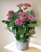 The kalanchoe plant is living proof. With proper care, it'll last for years. What a wonderful reminder of you! Container may vary. We have different colours.