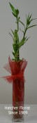 Luck Bamboo in a tall glass vase height is 75 cm. bring luck and good fortune for the New Year and Always. Just add water weekly and some liquid fertilizer once a month.