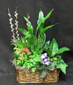 Mixed floliage plants growing in a wicker basket. Peace lily, kalanchoe, ivy, pothos and other plants. Pussy willows in Spring time, we use branches other times.