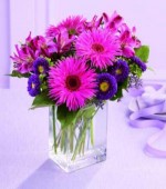 A walk through this little "garden" is certain to catch your eye! These spider Gerbera daisies are brilliantly fuchsia and beautifully offset by deep purple Matusmoto asters and alstroemeria. Arranged in a clear rectangular glass vase, this bouquet is ready to help celebrate any occasion.