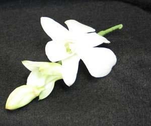 White Dendrobium orchid boutonniere. So people say button hole.Add bow of your choice, to make a simple corsage please specify.